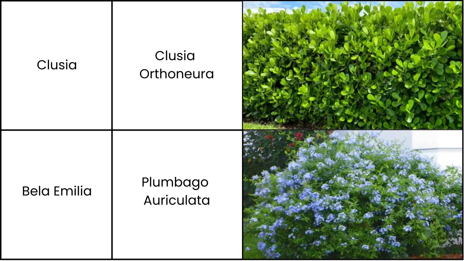 Tabela contendo informações sobre duas espécies de plantas ornamentais. A tabela está organizada em três colunas: "Nome Popular", "Nome Científico" e "Foto". As espécies listadas são:  Clúsia (Clusia orthoneura) – representada por uma cerca viva densa, de folhas verdes brilhantes e arredondadas. Bela Emília (Plumbago auriculata) – ilustrada por um arbusto volumoso coberto por delicadas flores de coloração azul-clara. O design da tabela é simples e organizado, facilitando a identificação visual das espécies.